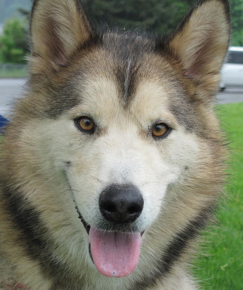 Kodiak
