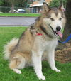Kodiak