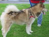 Kodiak