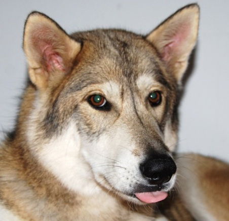 Koda