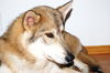 Koda