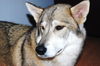 Koda