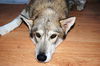 Koda