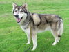 Balto