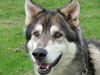 Balto