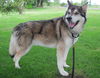 Balto