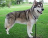 Balto