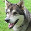 Balto