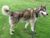 Balto