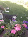 Lola