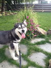 Lola