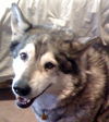 Misha
