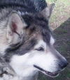 Misha