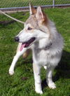 Miki