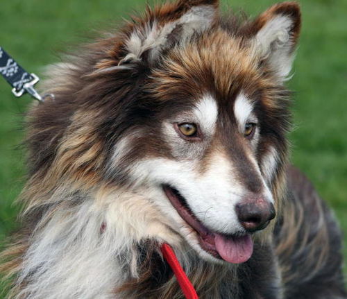 Loki