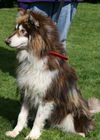 Loki
