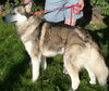 Kodiak