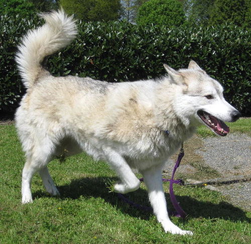Mica