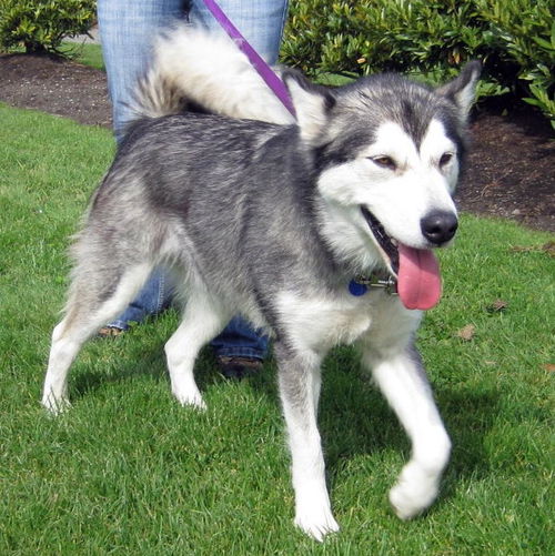 Kira