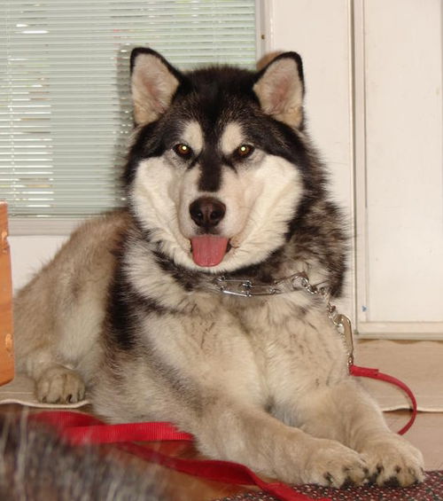 Kishka