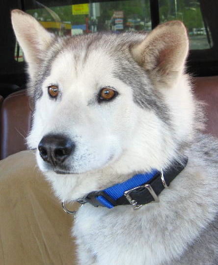 Meeko