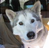 Meeko