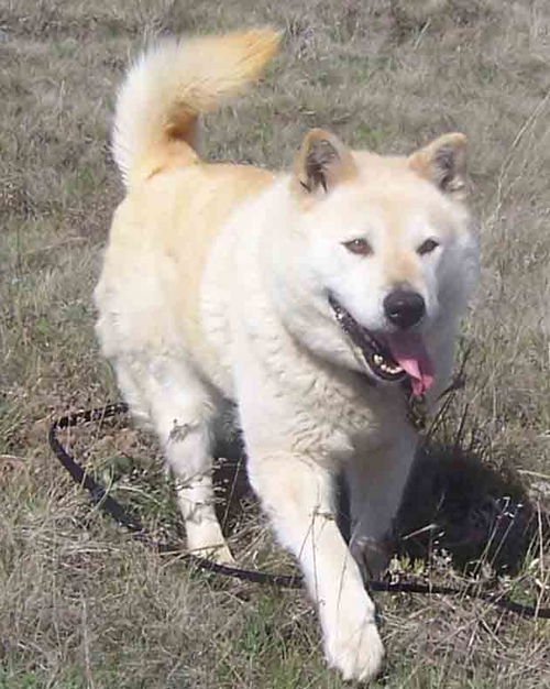 Nika