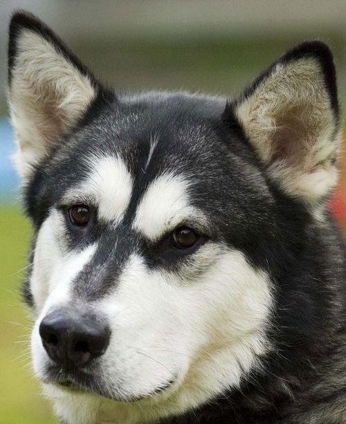 Koda