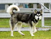 Koda