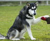 Koda