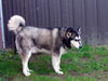 Koda
