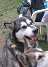 Koda