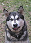 Koda