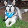 Koda
