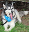 Koda