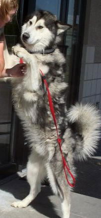 Nanuq