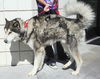 Nanuq