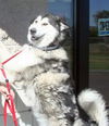 Nanuq