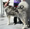 Nanuq