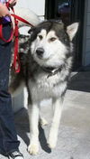 Nanuq