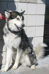 Nanuq