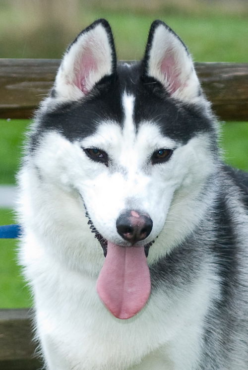 Kodi