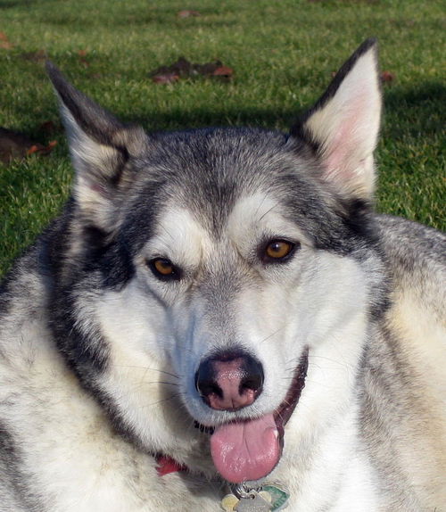 Koda