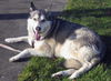 Koda