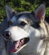 Koda