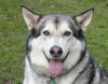 Koda