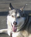 Koda
