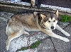 Nikita