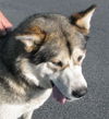 Nikita