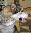 Nikita